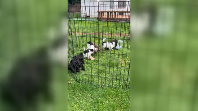 Video preview image #2 Havapoo Puppy For Sale in VANCOUVER, WA, USA