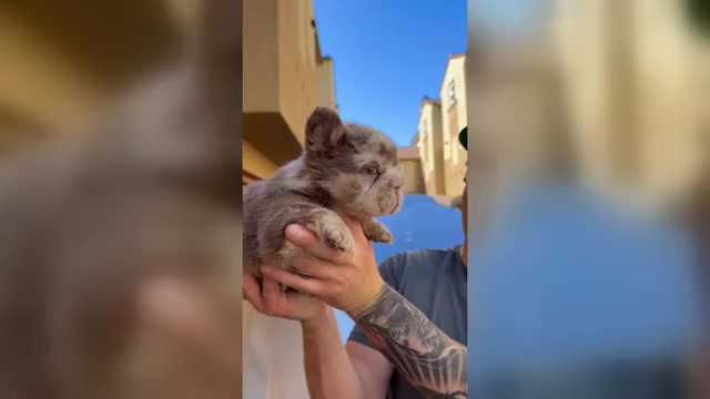 Video preview image #2 French Bulldog Puppy For Sale in SAN DIEGO, CA, USA