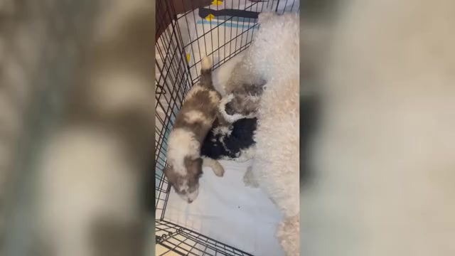 Video preview image #3 Poodle (Standard) Puppy For Sale in COLUMBIA, SC, USA