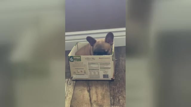 Video preview image #5  Breeder Profile in PERRIS, CA, USA