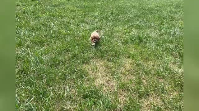 Video preview image #1 Poodle (Toy) Puppy For Sale in WARSAW, IN, USA