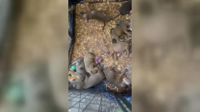 Video preview image #3 American Bully Puppy For Sale in LAKE STATION, IN, USA