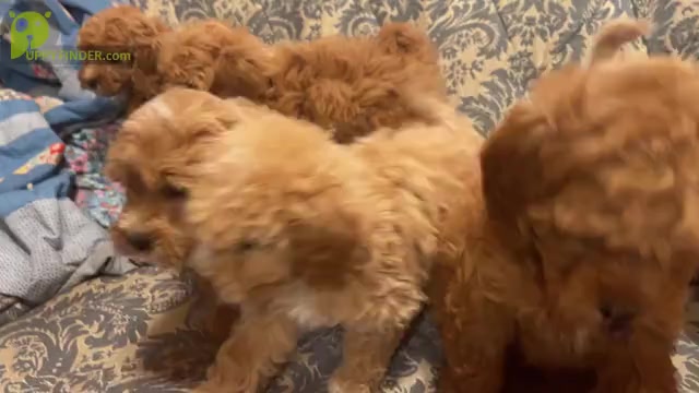 Video preview image #1 Goldendoodle (Miniature) Puppy For Sale in LAWRENCE, MI, USA