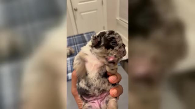 Video preview image #3  Breeder Profile in ATLANTA, GA, USA