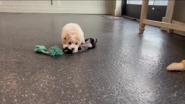 Video preview image #7 Maltipoo Puppy For Sale in WARSAW, IN, USA