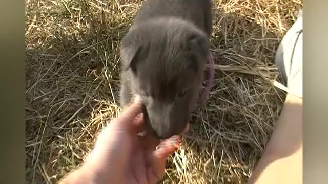 Video preview image #1 German Shepherd Dog Puppy For Sale in PIEDMONT, MO, USA