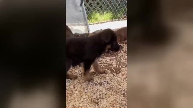 Video preview image #2 German Shepherd Dog Puppy For Sale in NEWVILLE, PA, USA