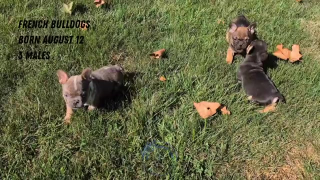 Video preview image #2 French Bulldog Puppy For Sale in GOSHEN, IN, USA