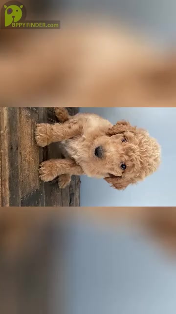 Video preview image #1 Goldendoodle Puppy For Sale in BARDSTOWN, KY, USA