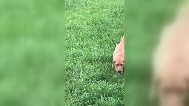 Video preview image #2  Breeder Profile in SPOTSYLVANIA, VA, USA