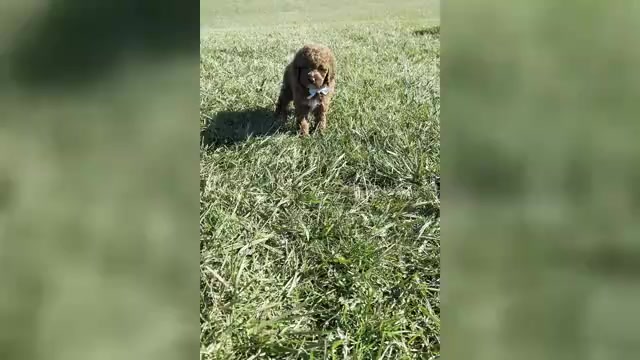 Video preview image #1 Goldendoodle (Miniature) Puppy For Sale in WARSAW, IN, USA