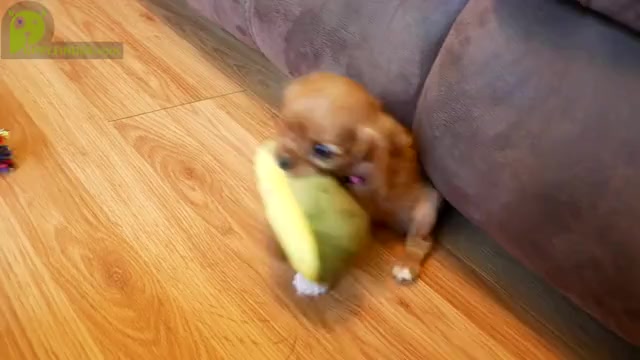 Video preview image #5 Cavalier King Charles Spaniel Puppy For Sale in MARCELLUS, MI, USA