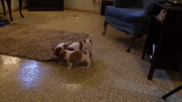 Video preview image #2 Jack Russell Terrier Puppy For Sale in CINCINNATI, OH, USA