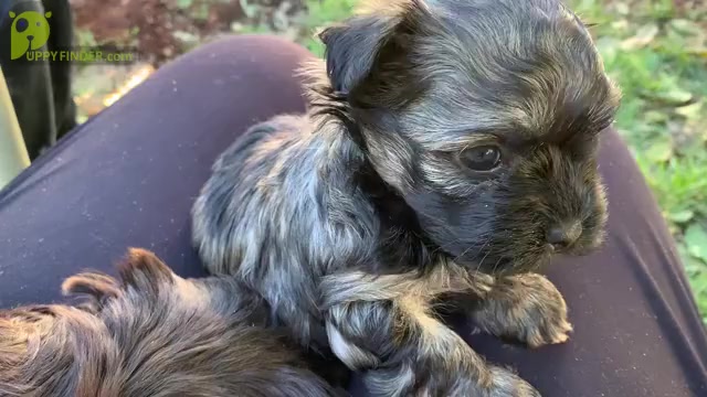 Video preview image #1 Havanese Puppy For Sale in KODAK, TN, USA
