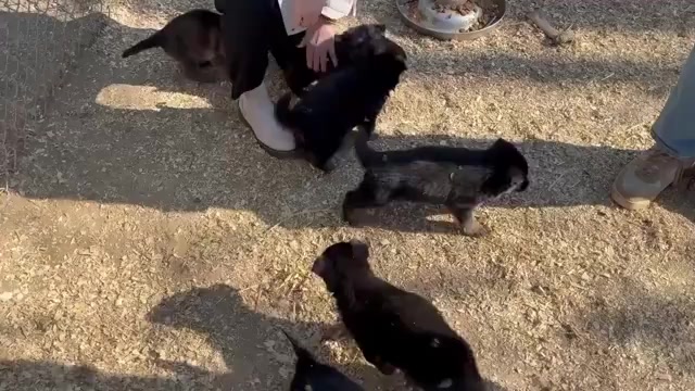 Video preview image #5 German Shepherd Dog Puppy For Sale in NEWVILLE, PA, USA