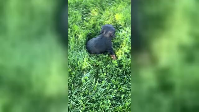 Video preview image #1 Cavalier King Charles Spaniel Puppy For Sale in NILES, MI, USA