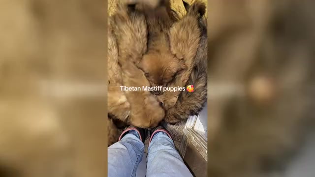 Video preview image #2 Tibetan Mastiff Puppy For Sale in MONUMENT, CO, USA