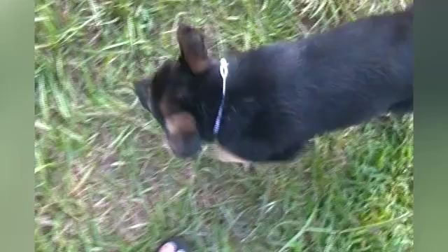 Video preview image #1 German Shepherd Dog Puppy For Sale in PIEDMONT, MO, USA