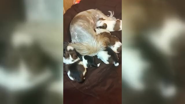 Video preview image #1 Shih Tzu Puppy For Sale in FANNING SPGS, FL, USA