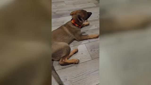 Video preview image #3 German Shepherd Dog Puppy For Sale in SNELLVILLE, GA, USA