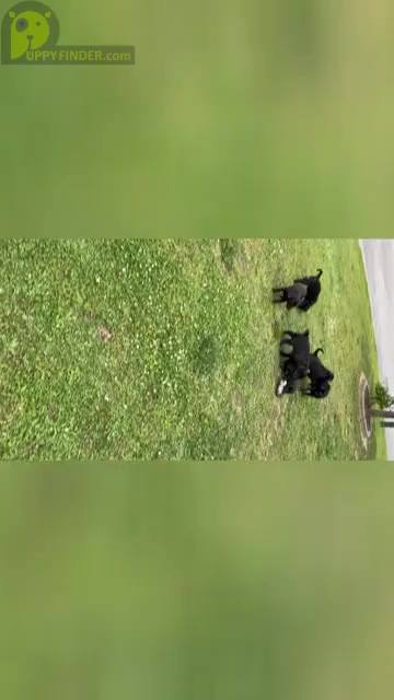 Video preview image #2 Labrador Retriever Puppy For Sale in SUFFOLK, VA, USA