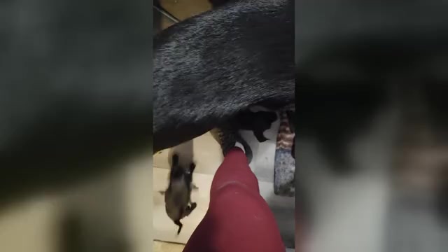 Video preview image #5 Muggin Puppy For Sale in HILLSDALE, MI, USA