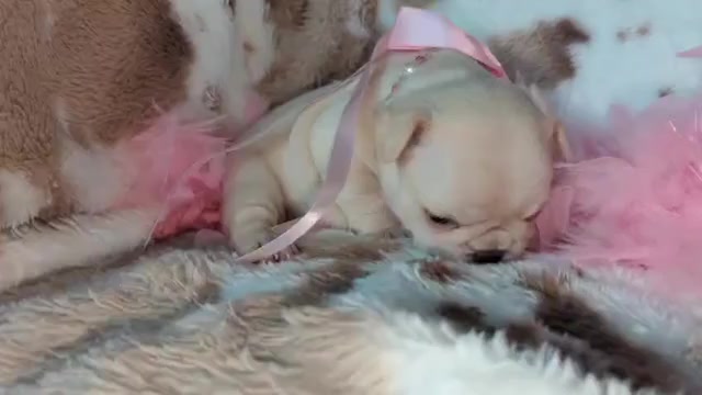 Video preview image #5 French Bulldog Puppy For Sale in CONROE, TX, USA