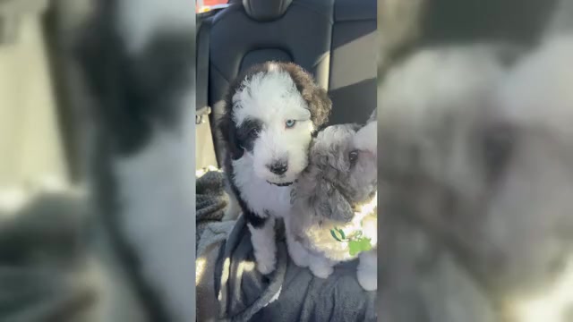 Video preview image #6 Sheepadoodle Puppy For Sale in HUNTINGTON BEACH, CA, USA