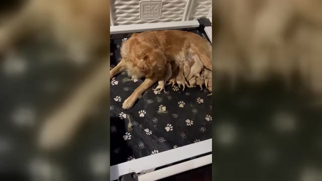 Video preview image #1 Golden Retriever Puppy For Sale in DETROIT, MI, USA