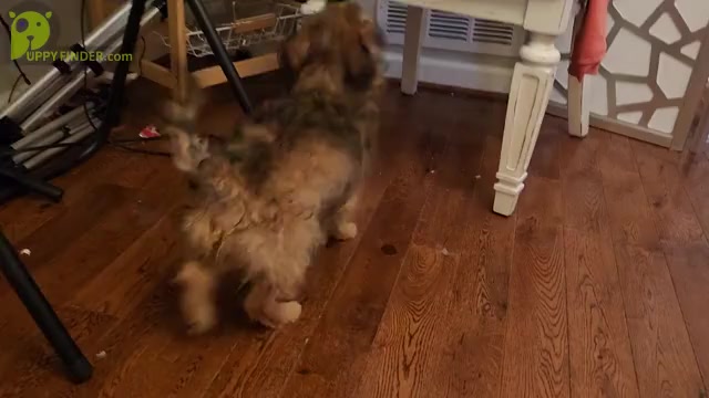 Video preview image #1 Chorkie Puppy For Sale in MARIETTA, GA, USA