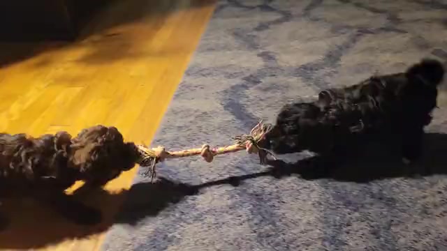 Video preview image #2 Poodle (Toy) Puppy For Sale in MORRISON, CO, USA