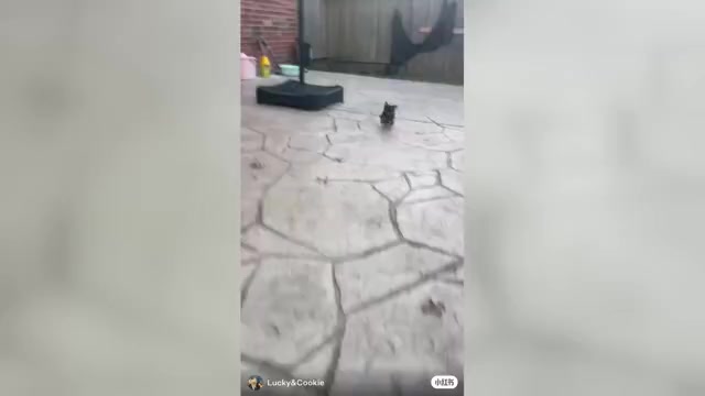 Video preview image #1 Yorkshire Terrier Puppy For Sale in RICHMOND, TX, USA