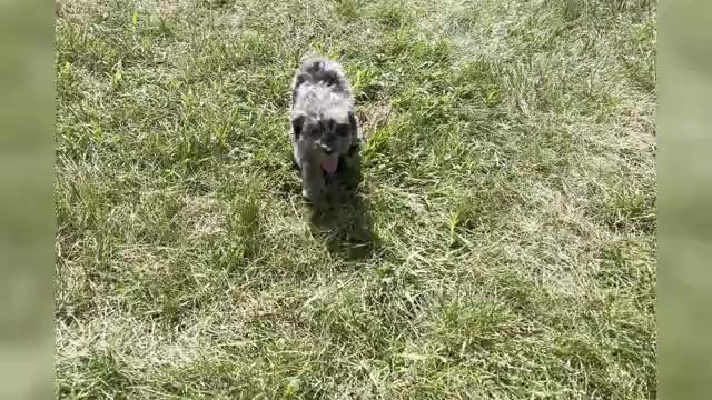 Video preview image #1 Poodle (Miniature) Puppy For Sale in WARSAW, IN, USA