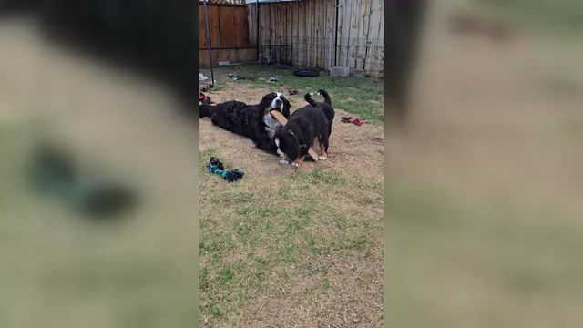 Video preview image #14 Bernese Mountain Dog Puppy For Sale in SALMON, ID, USA