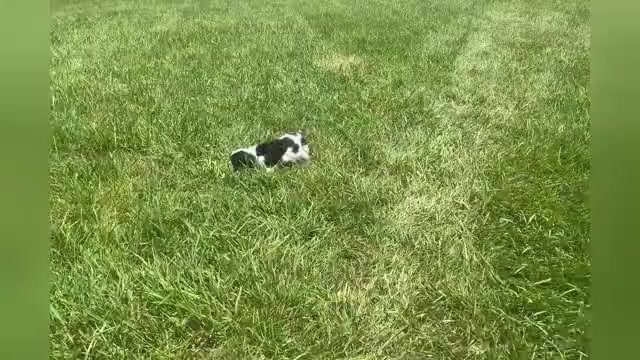Video preview image #1 Cavalier King Charles Spaniel Puppy For Sale in WARSAW, IN, USA