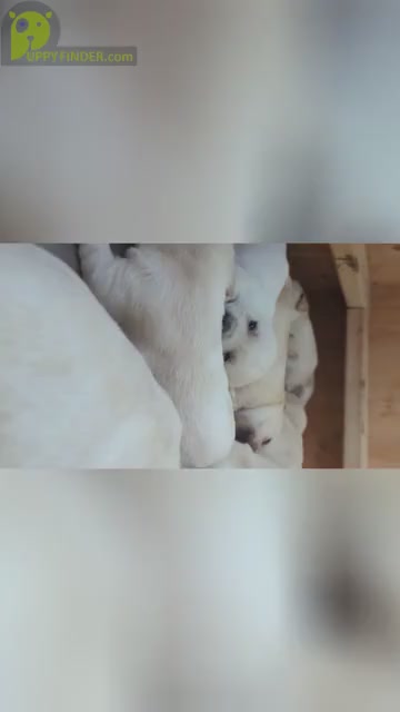Video preview image #1 Labrador Retriever Puppy For Sale in SACRAMENTO, CA, USA