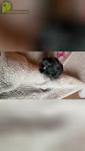 Video preview image #3 Aussiedoodle Miniature  Puppy For Sale in PURDON, TX, USA