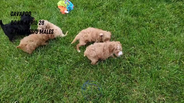 Video preview image #4 Cavapoo Puppy For Sale in GOSHEN, IN, USA