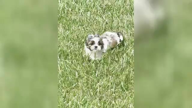 Video preview image #2 Shih Tzu Puppy For Sale in WARSAW, IN, USA
