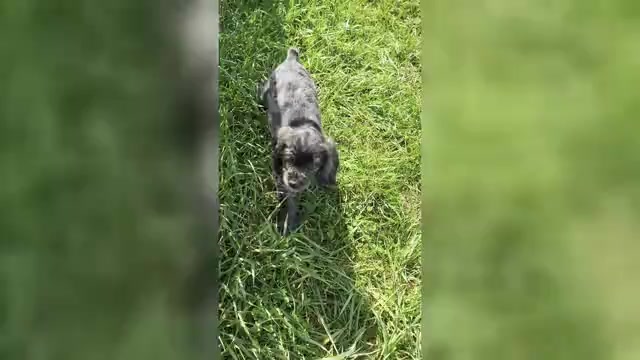 Video preview image #1 Cocker Spaniel Puppy For Sale in WARSAW, IN, USA
