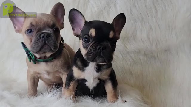 Video preview image #1 French Bulldog Puppy For Sale in CRANSTON, RI, USA