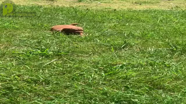 Video preview image #10 Goldendoodle (Miniature) Puppy For Sale in WARSAW, IN, USA