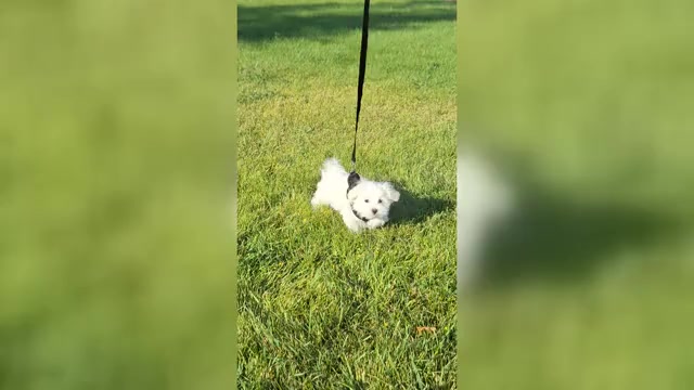 Video preview image #1 Maltese Puppy For Sale in BEAR RIVER, WY, USA