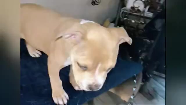 Video preview image #2 American Bully Puppy For Sale in BARNEGAT, NJ, USA