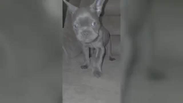 Video preview image #1 French Bulldog Puppy For Sale in GRAND FORKS, ND, USA