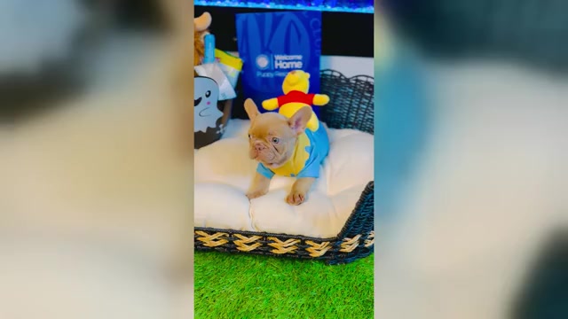 Video preview image #1 French Bulldog Puppy For Sale in ATHENS, GA, USA