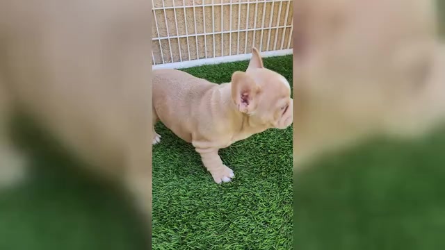 Video preview image #1 French Bulldog Puppy For Sale in LAS VEGAS, NV, USA