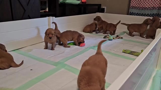Video preview image #1 Golden Retriever Puppy For Sale in SALISBURY, NC, USA