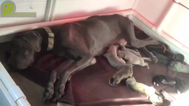 Video preview image #5 Great Dane Puppy For Sale in BANGOR, WI, USA