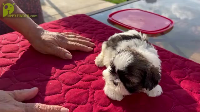 Video preview image #15 Shih Tzu Puppy For Sale in MOORESVILLE, NC, USA
